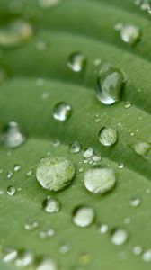 Preview wallpaper droplet, surface, leaves, grass, veins