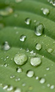 Preview wallpaper droplet, surface, leaves, grass, veins