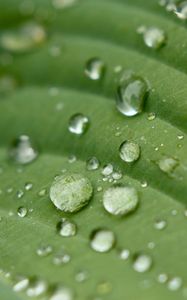 Preview wallpaper droplet, surface, leaves, grass, veins