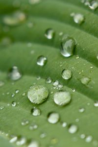 Preview wallpaper droplet, surface, leaves, grass, veins