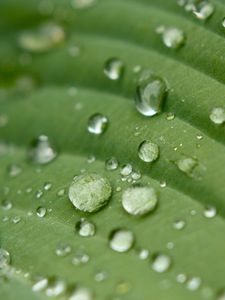 Preview wallpaper droplet, surface, leaves, grass, veins