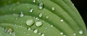 Preview wallpaper droplet, surface, leaves, grass, veins