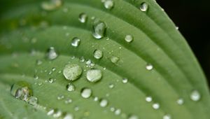 Preview wallpaper droplet, surface, leaves, grass, veins