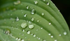 Preview wallpaper droplet, surface, leaves, grass, veins