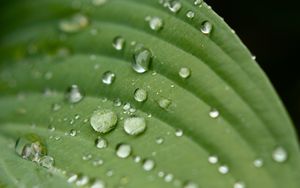 Preview wallpaper droplet, surface, leaves, grass, veins