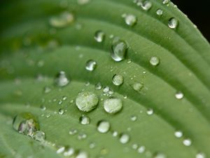 Preview wallpaper droplet, surface, leaves, grass, veins