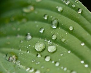 Preview wallpaper droplet, surface, leaves, grass, veins