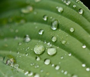 Preview wallpaper droplet, surface, leaves, grass, veins