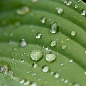 Preview wallpaper droplet, surface, leaves, grass, veins