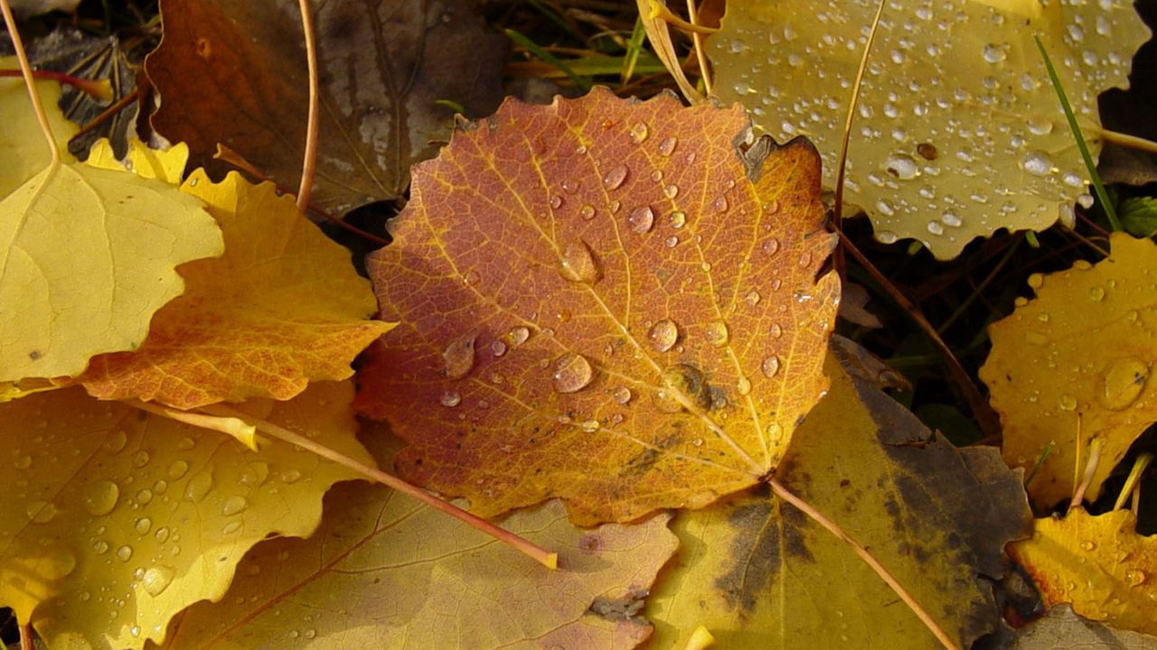 Wallpaper drops, autumn, leaves, yellow