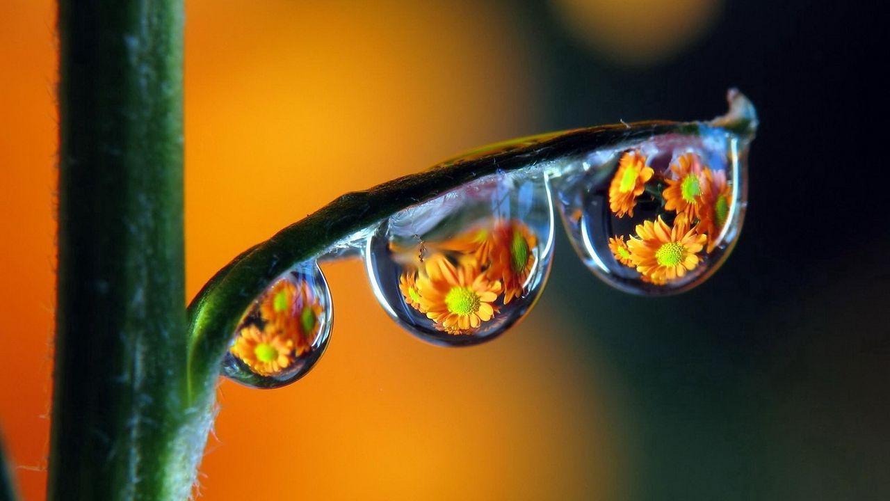 Wallpaper drops, dew, colorful, reflection