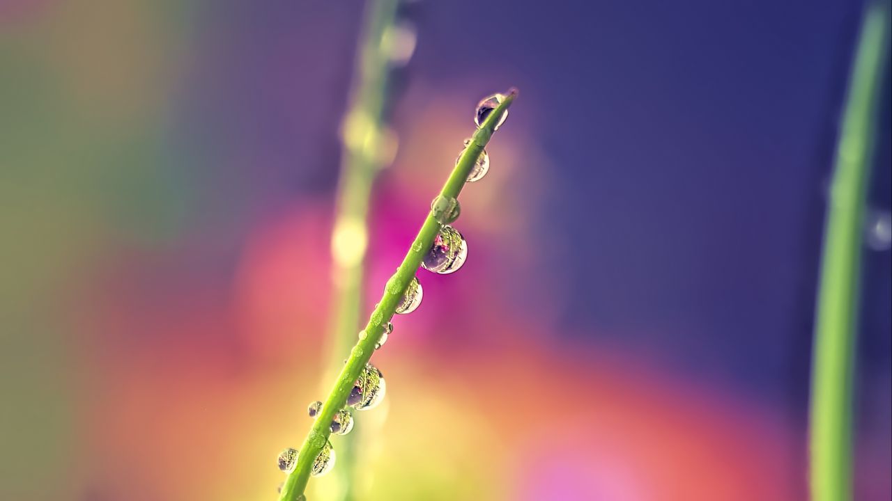 Wallpaper drops, dew, grass, macro, blur