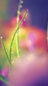 Preview wallpaper drops, dew, grass, macro, blur