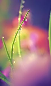 Preview wallpaper drops, dew, grass, macro, blur