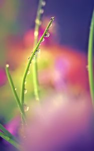 Preview wallpaper drops, dew, grass, macro, blur