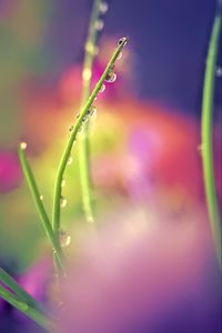 Preview wallpaper drops, dew, grass, macro, blur