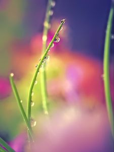 Preview wallpaper drops, dew, grass, macro, blur