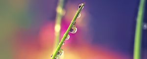 Preview wallpaper drops, dew, grass, macro, blur