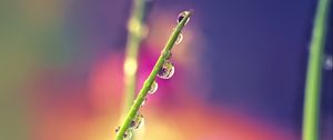 Preview wallpaper drops, dew, grass, macro, blur