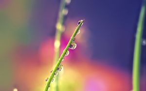 Preview wallpaper drops, dew, grass, macro, blur