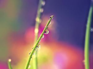 Preview wallpaper drops, dew, grass, macro, blur