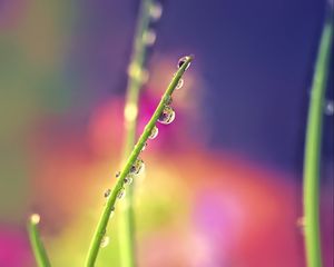 Preview wallpaper drops, dew, grass, macro, blur