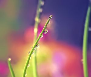 Preview wallpaper drops, dew, grass, macro, blur