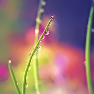 Preview wallpaper drops, dew, grass, macro, blur