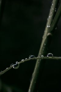 Preview wallpaper drops, dew, grass, macro, leaves