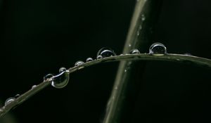 Preview wallpaper drops, dew, grass, macro, leaves