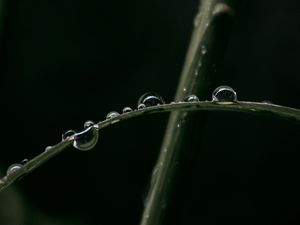 Preview wallpaper drops, dew, grass, macro, leaves