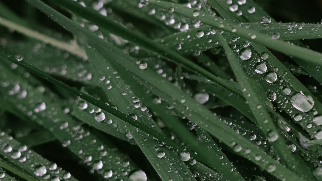 Wallpaper drops, dew, grass, leaves, macro