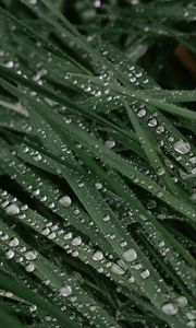 Preview wallpaper drops, dew, grass, leaves, macro