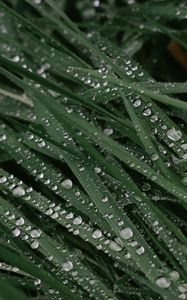 Preview wallpaper drops, dew, grass, leaves, macro