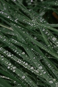 Preview wallpaper drops, dew, grass, leaves, macro