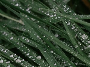 Preview wallpaper drops, dew, grass, leaves, macro