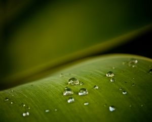 Preview wallpaper drops, dew, grass, shade