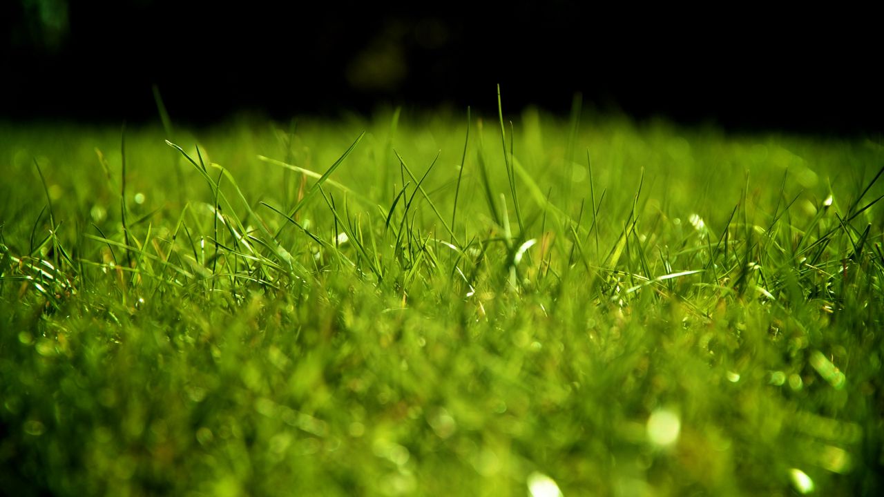 Wallpaper drops, dew, grass, surface