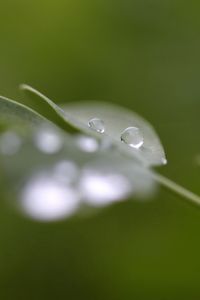 Preview wallpaper drops, dew, moisture, leaves