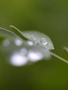 Preview wallpaper drops, dew, moisture, leaves