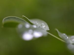 Preview wallpaper drops, dew, moisture, leaves