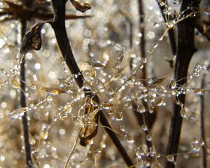 Preview wallpaper drops, dew, morning, plant