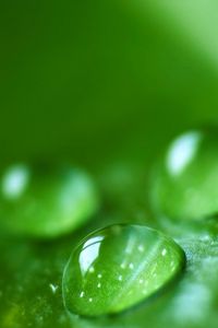 Preview wallpaper drops, dew, surface, size