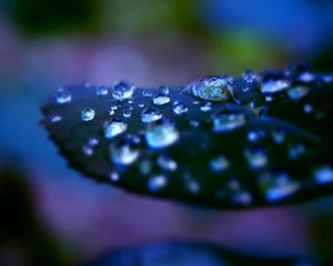 Preview wallpaper drops, dew, surface, shadow