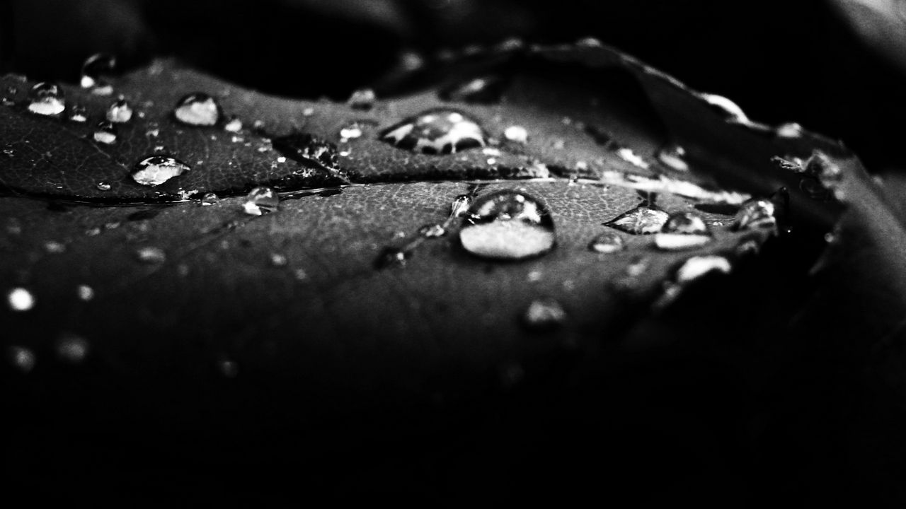 Wallpaper drops, dew, surface, shadow, black and white
