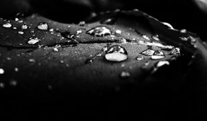 Preview wallpaper drops, dew, surface, shadow, black and white