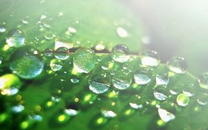 Preview wallpaper drops, dew, surface