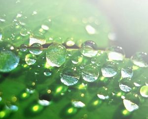 Preview wallpaper drops, dew, surface