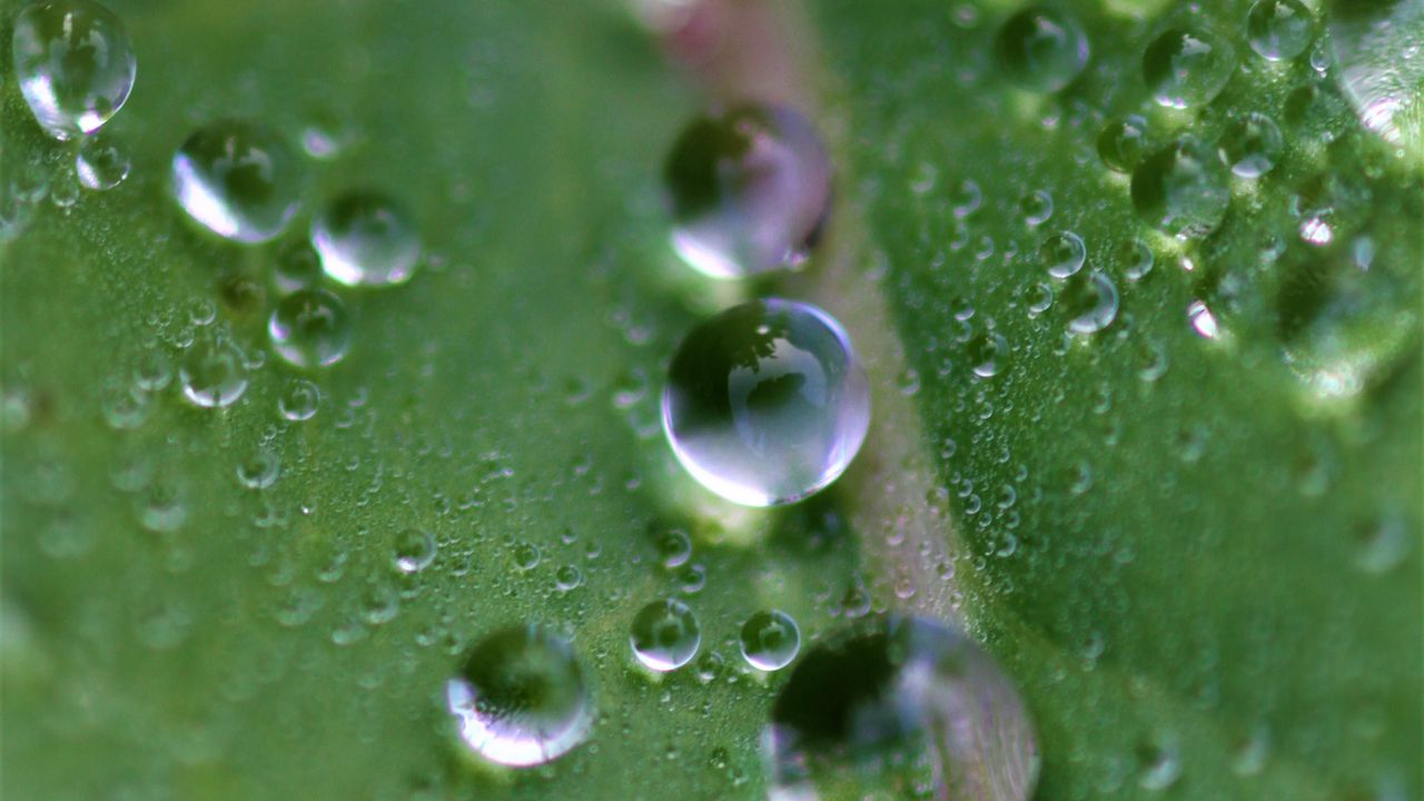 Wallpaper drops, dew, water, leaf, macro, green