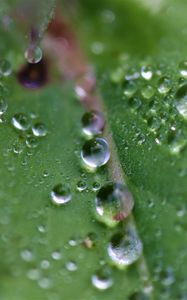 Preview wallpaper drops, dew, water, leaf, macro, green